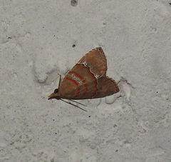 Nolasena ferrifervens