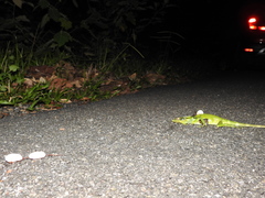 Calotes grandisquamis