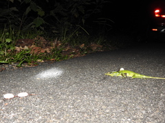 Calotes grandisquamis