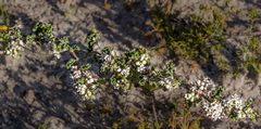 Androcalva crispa