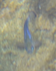 Cyprinodon nevadensis mionectes