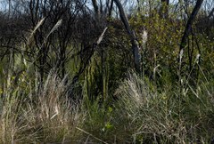 Austrostipa hemipogon