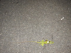 Calotes grandisquamis