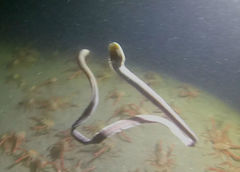 Cerebratulus