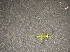 Calotes grandisquamis