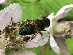 Eristalis pertinax