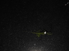 Calotes grandisquamis