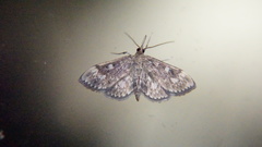 Anania coronata