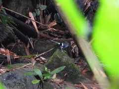 Enicurus schistaceus