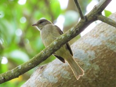 Pycnonotus blanfordi