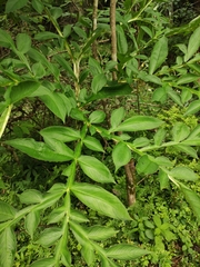 Amorphophallus kiusianus