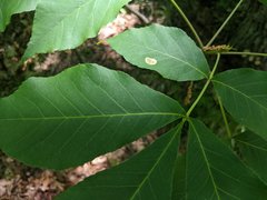 Cameraria caryaefoliella