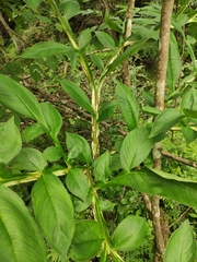 Amorphophallus kiusianus
