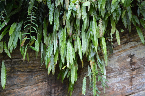 Oleandra articulata