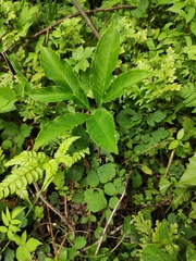 Amorphophallus kiusianus