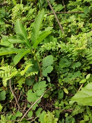 Amorphophallus kiusianus
