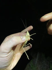 Neoconocephalus velox