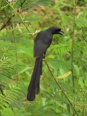 Crypsirina temia