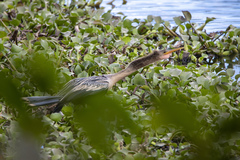 Anhinga anhinga anhinga
