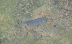 Cyprinodon nevadensis mionectes