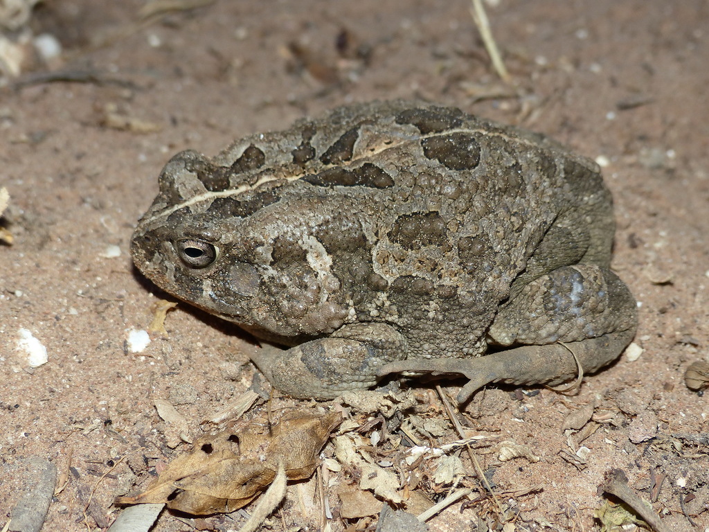 African Common Toad