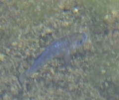 Cyprinodon nevadensis mionectes