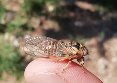 Cicadatra hyalina