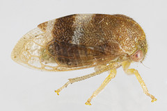 Cyrtolobus maculifrontis