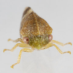 Cyrtolobus maculifrontis