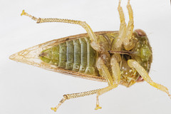 Cyrtolobus maculifrontis