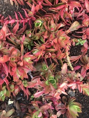 Crassula capitella