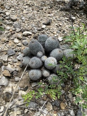 Mammillaria haageana meissneri