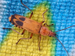 Chauliognathus discus