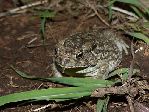 Egyptian Toad