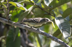 Nesotriccus murinus wagae