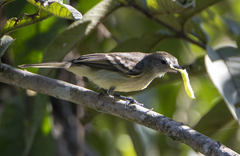 Nesotriccus murinus wagae