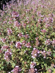 Thymus talijevii