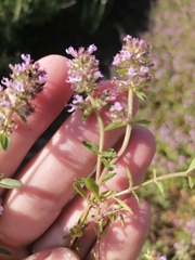 Thymus talijevii