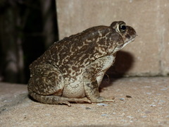 Sclerophrys regularis