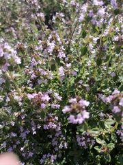 Thymus × citriodorus