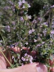 Thymus × citriodorus
