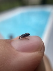 Eleutherodactylus planirostris