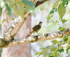 Iole viridescens cinnamomeoventris