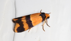 Stenoscaptia venusta