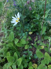 Leucanthemum vulgare