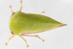 Ophiderma evelyna