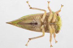 Ophiderma evelyna