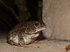 Sclerophrys regularis