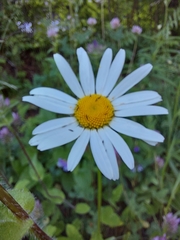 Leucanthemum vulgare