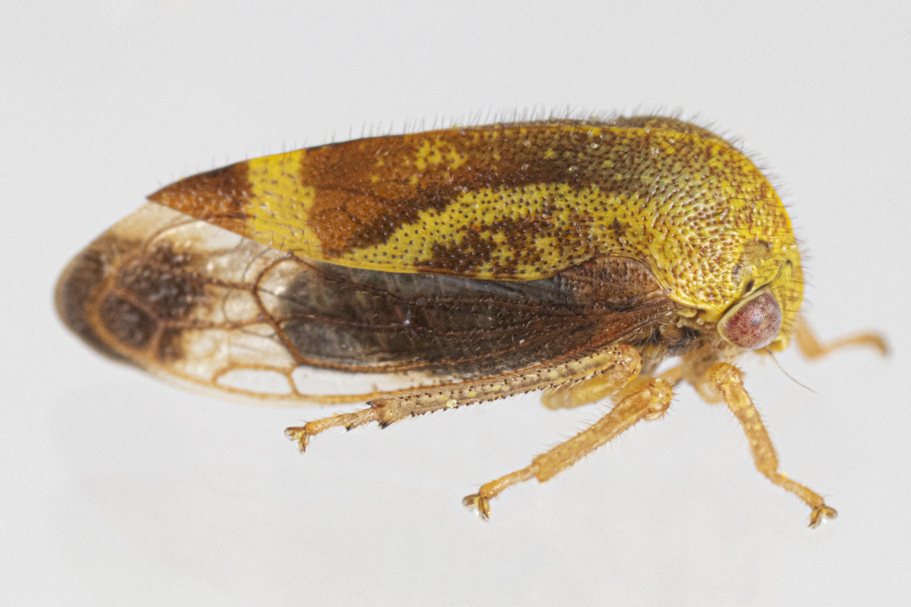 Ophiderma evelyna